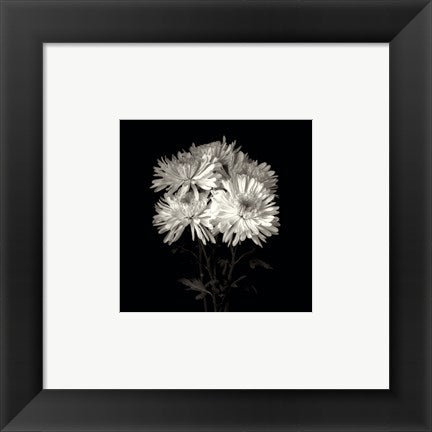 Framed Art Daisies, Flower Series IX by Walter Gritsik | 6 x 6