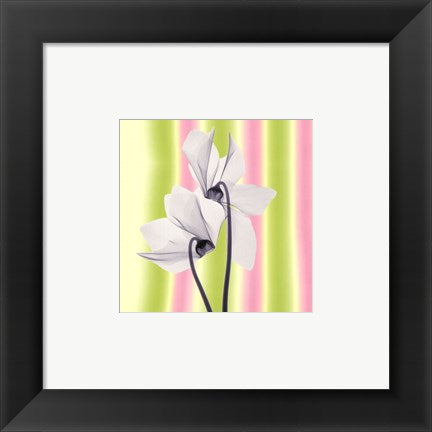 Framed Art Sheer Beauty 6 x 6