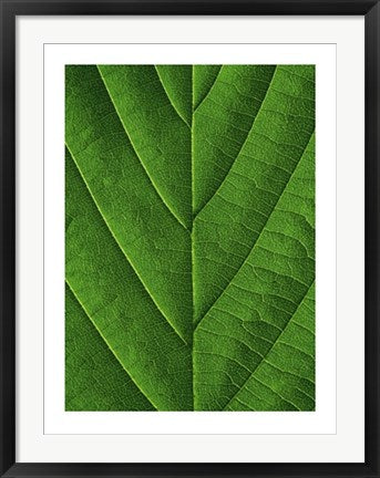 Framed Verdant Form I by Laurent Bessol | 31 1/2 x 23 1/2