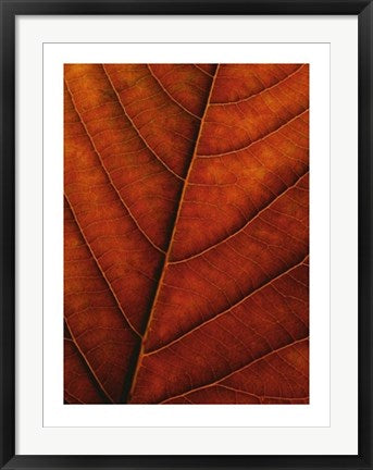 Framed Verdant Form II by Photography Collection | 31 1/2 x 23 1/2