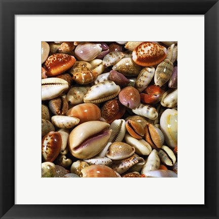 Framed Coquillages by Laurent Pinsard | 11 3/4 x 11 3/4