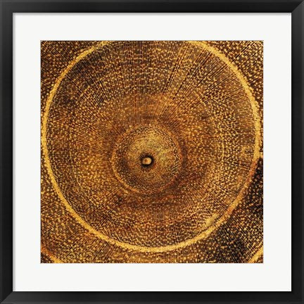 Framed Arboreal Rings I by Laurent Pinsard | 19 3/4 x 19 3/4