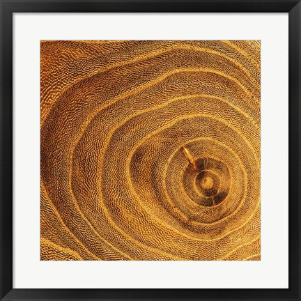 Framed Arboreal Rings II by Laurent Pinsard | 19 3/4 x 19 3/4