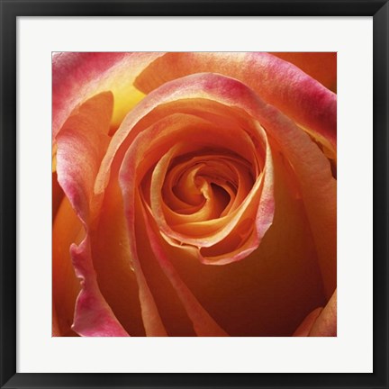Framed Orange Rose by Laurent Pinsard | 19 3/4 x 19 3/4