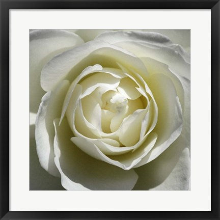 Framed White Rose by Laurent Pinsard | 19 3/4 x 19 3/4