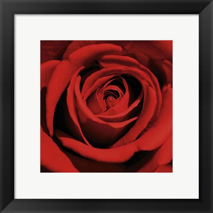 Framed Art Red Rose by Laurent Pinsard | 11 3/4 x 11 3/4