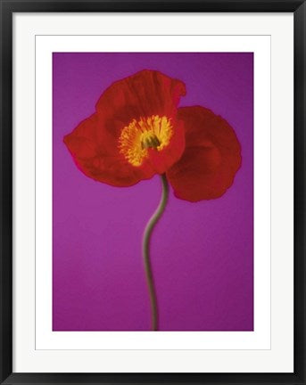 Framed Red Poppy by Masao Ota | 31 1/2 x 23 1/2
