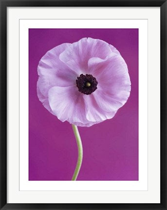 Framed White Poppy by Jeanene Scott | 31 1/2 x 23 1/2