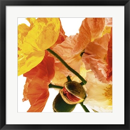 Framed Poppies I by Richard Weinstein | 19 3/4 x 19 3/4