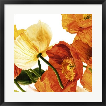 Framed Poppies III by Richard Weinstein | 19 3/4 x 19 3/4