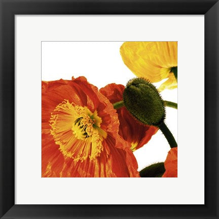 Framed Poppies IV by Richard Weinstein | 11 3/4 x 11 3/4