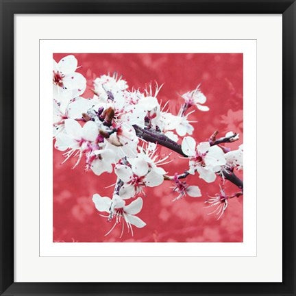 Framed Blossom in Pink by Gail McKenzie | 19 3/4 x 19 3/4
