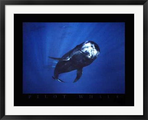 Framed Pilot Whale by Bob Talbot | 24 x 31