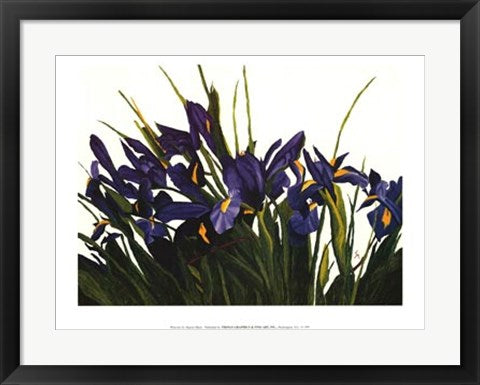 Framed Wild Iris by Sharon Mack | 18 x 24