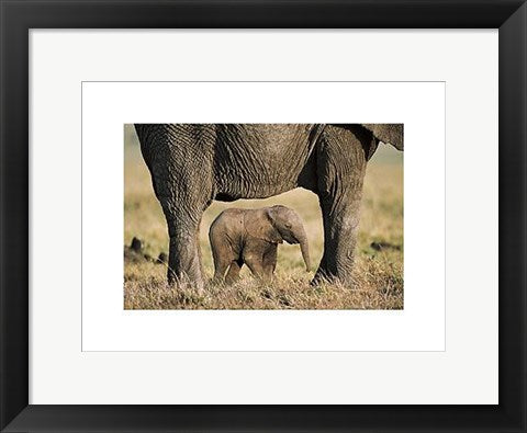 Framed Art Elephant and Calf by Steve Bloom | 11 7/8 x 15 3/4