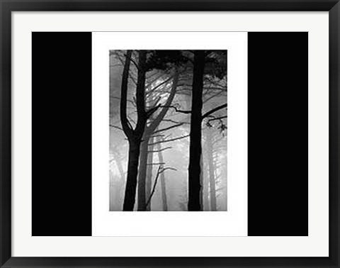 Framed The Forest by Nicholas Pavloff | 31 1/2 x 23 5/8