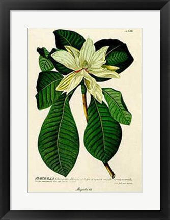Framed Magnolia #62 by Christoph Jacob Trew | 25 x 20