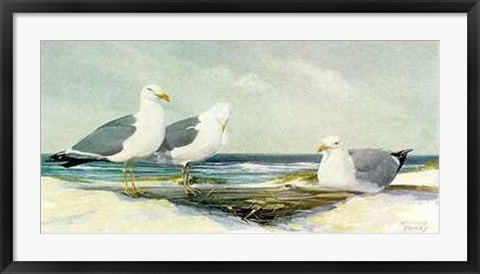 Framed Resting Gulls by Jacqueline Penney | 20 1/2 x 35