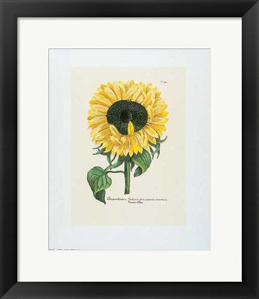 Framed Art Chrysanthemum (Sunflower) by Johann Wilhelm Weinmann