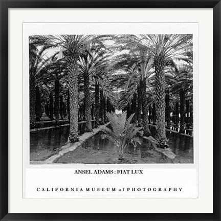 Framed Palm Grove, 1966 by Ansel Adams | 25 x 28