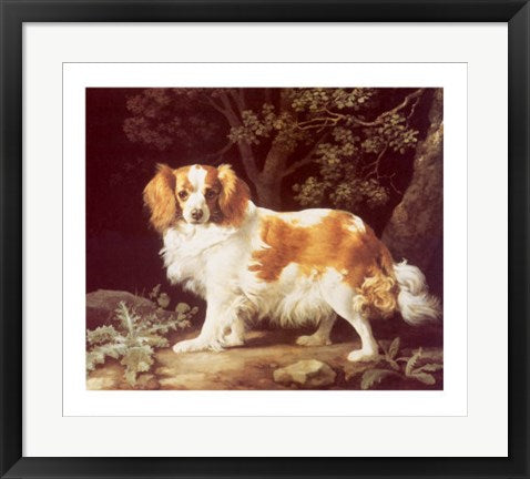 Framed King Charles Spaniel by George Stubbs | 20 x 23