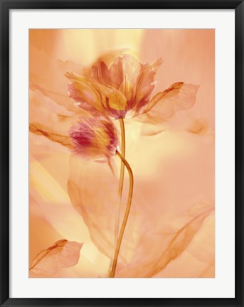 Framed Transparence VII by Robin | 31 1/2 x 23 1/2