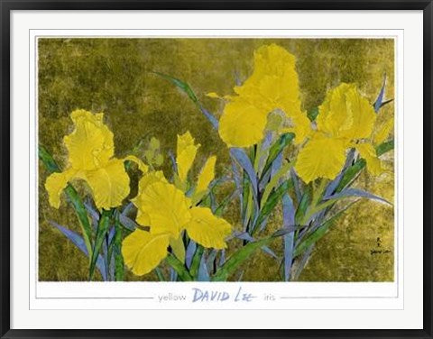 Framed Yellow Iris by David Lee | 35 1/2 x 47
