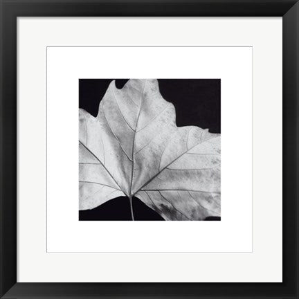 Framed Leaf by Brian David Stevens | 15 3/4 x 15 3/4
