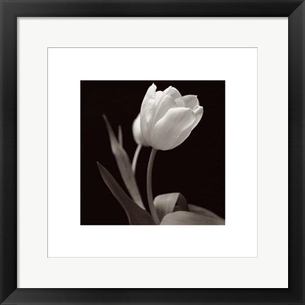 Framed Tulip by Brian David Stevens | 15 3/4 x 15 3/4
