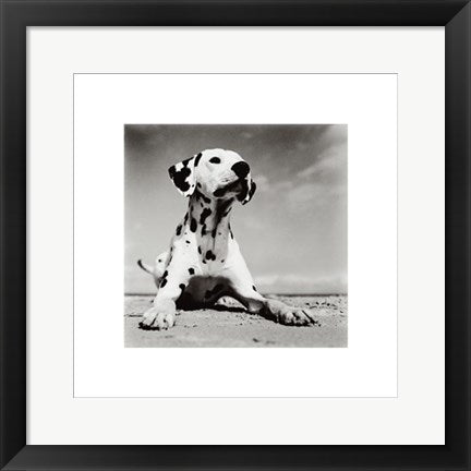 Framed Dalmation Puppy by Birgit Utech | 15 3/4 x 15 3/4