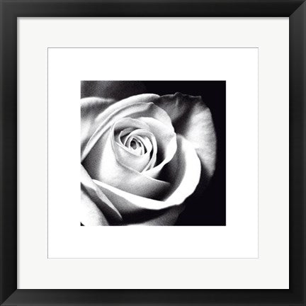 Framed White Rose by Michael Banks | 15 ¾ x 15 ¾