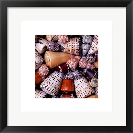 Framed Cone Shells by Chris Hellier | 15 3/4 x 15 3/4