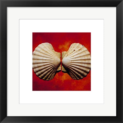 Framed Art Sea Shells by Adrian Burke | 15 3/4 x 15 3/4