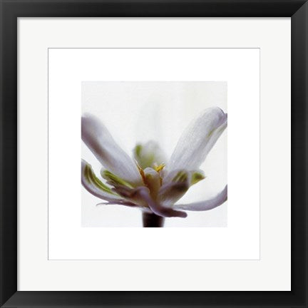 Framed White Flower by Jan Holland | 15 3/4 x 15 3/4