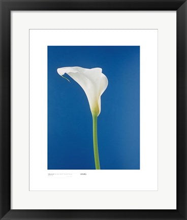Framed Cala Lily, Nature's White on Deep Blue by Masao Ota