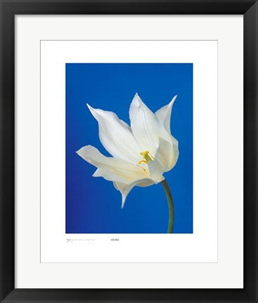 Framed Tulip, Nature's White on Deep Blue by Masao Ota | 19 3/4 x 15 3/4 A...