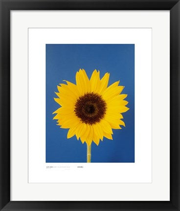 Framed Sunflower, Burnt Yellow on Deep Blue by Masao Ota | 19 3/4 x 15 3/4...