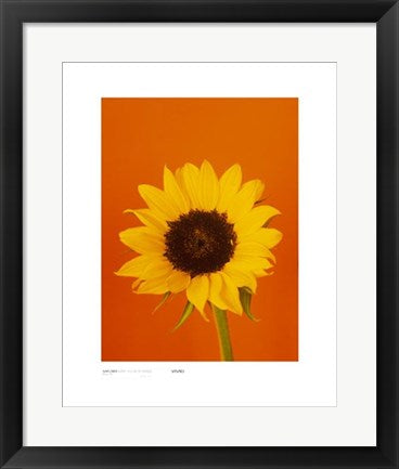 Framed Sunflower, Burnt Yellow on Orange by Masao Ota | 19 3/4 x 15 3/4 Ar...