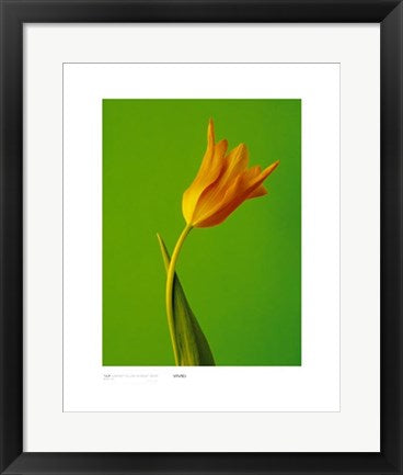 Framed Tulip, Sunburnt Yellow on Bright Green by Masao Ota
