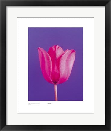 Framed Tulip, Magenta on Deep Purple by Masao Ota | 19 3/4 x 15 3/4