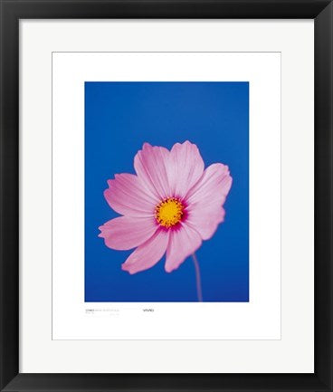 Framed Cosmos, Mauve on Reflex Blue by Masao Ota | 19 3/4 x 15 3/4
