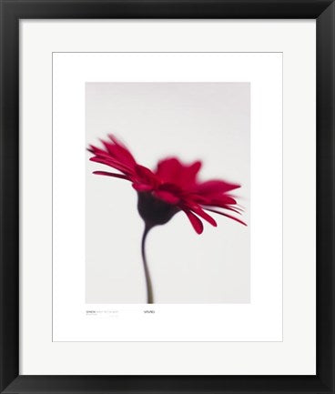 Framed Gerbera, Bright Red on White by Michael Banks | 19 3/4 x 15 3/4 Art...