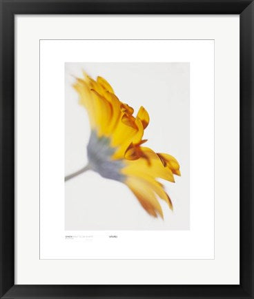 Framed Gerbera, Bright Yellow on White by Michael Banks | 19 3/4 x 15 3/4 ...