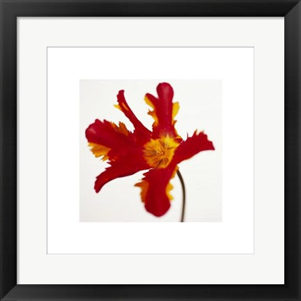 Framed Parrot Tulip, Bright Red on White by Michael Banks | 19 3/4 x 15 3/...