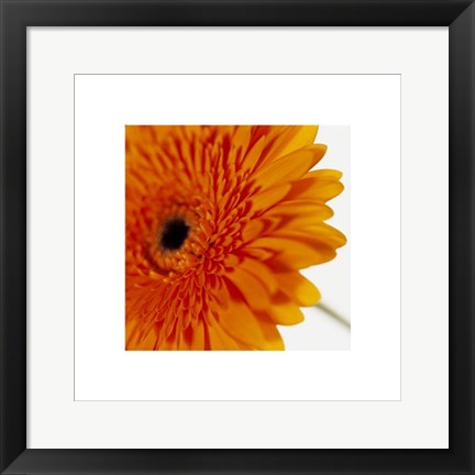 Framed Gerbera, Deep Yellow on White by Michael Banks | 15 ¾ x 15 ¾