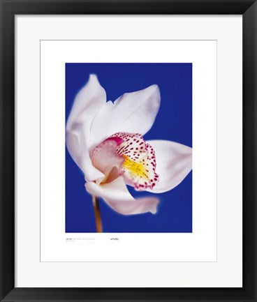 Framed Orchid, Pure White on Reflex Blue by Masao Ota | 19 3/4 x 15 3/4 Ar...
