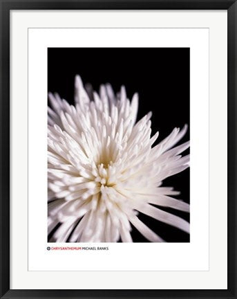Framed Chrysanthemum by Michael Banks | 31 1/2 x 23 1/2
