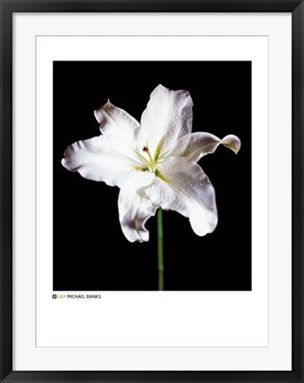 Framed Lily by Michael Banks | 31 1/2 x 23 1/2