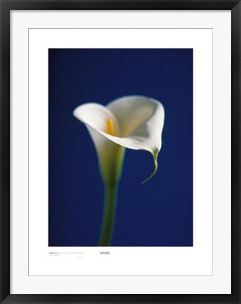 Framed Arum Lily, White on Blue Background by Alex Sedgwick