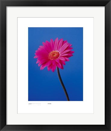 Framed Gerbera, Magenta on Reflex Blue by Masao Ota | 19 3/4 x 15 3/4 Art ...